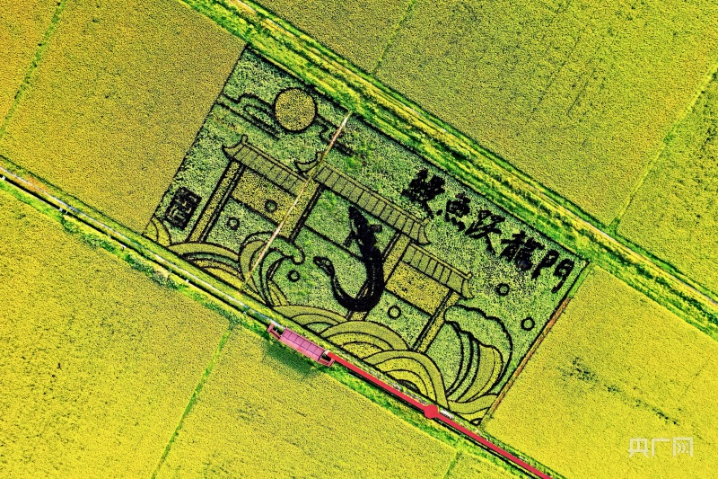 【组图】福建福清:艺术稻田绘美丽乡村_央广网
