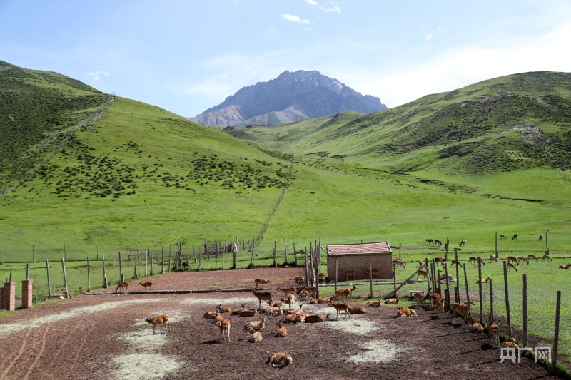 游客们走上祁连鹿场"近鹿楼"观赏鹿群(央广网发 贾海元 摄)近年来