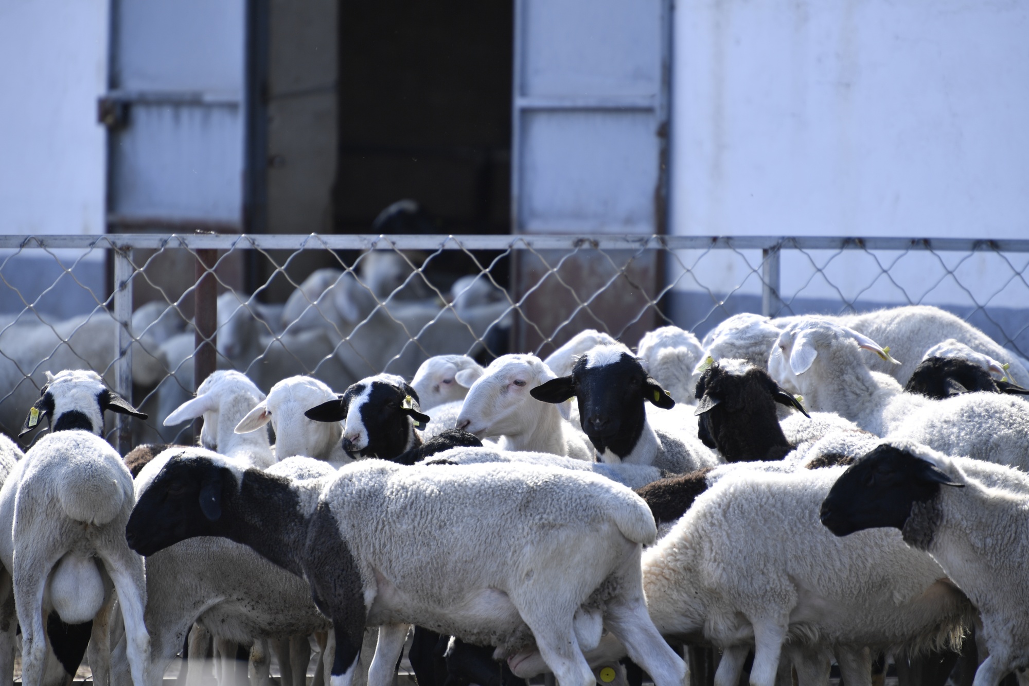 山西神池杜湖神羊成养殖产业领头羊