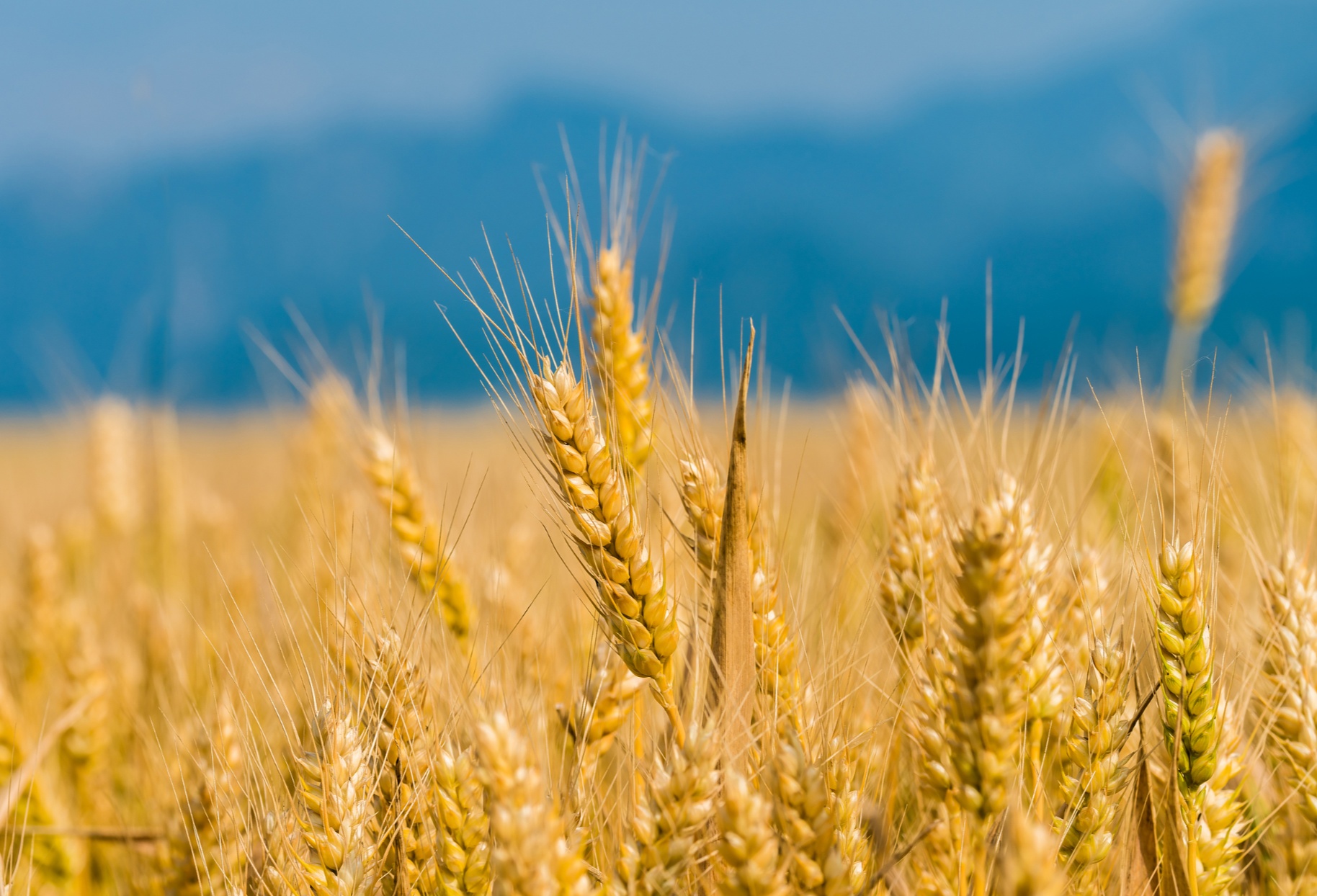 今年已累计挽回小麦产量损失740多亿斤_央广网