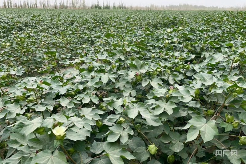 若羌县8.1万亩棉花长势喜人 丰收在望