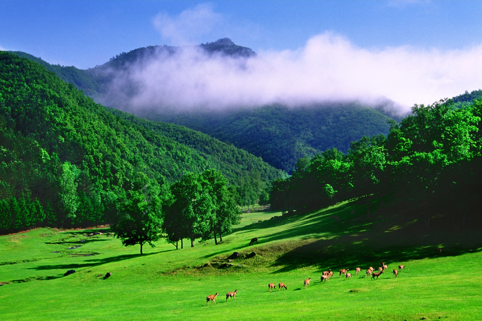小蓝莓撬动大旅游中国伊春蓝莓公主大赛启幕
