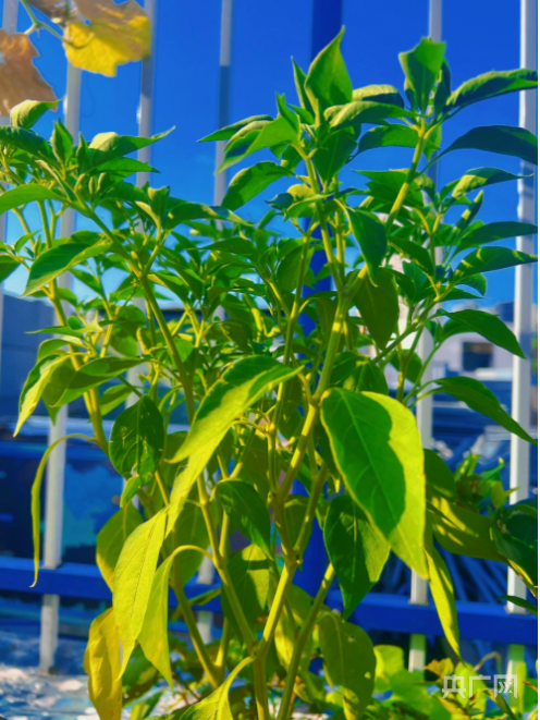 打卡中建五局重庆花溪河项目的"绿色菜篮子"