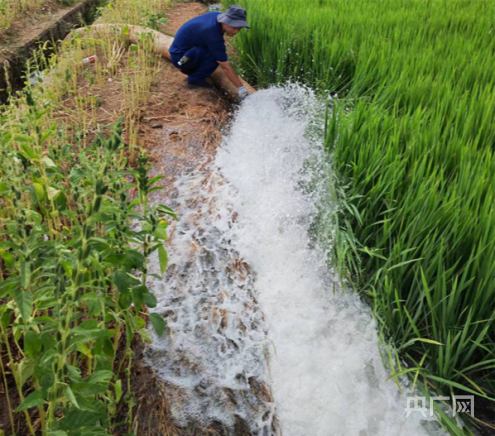 水稻排水图片图片