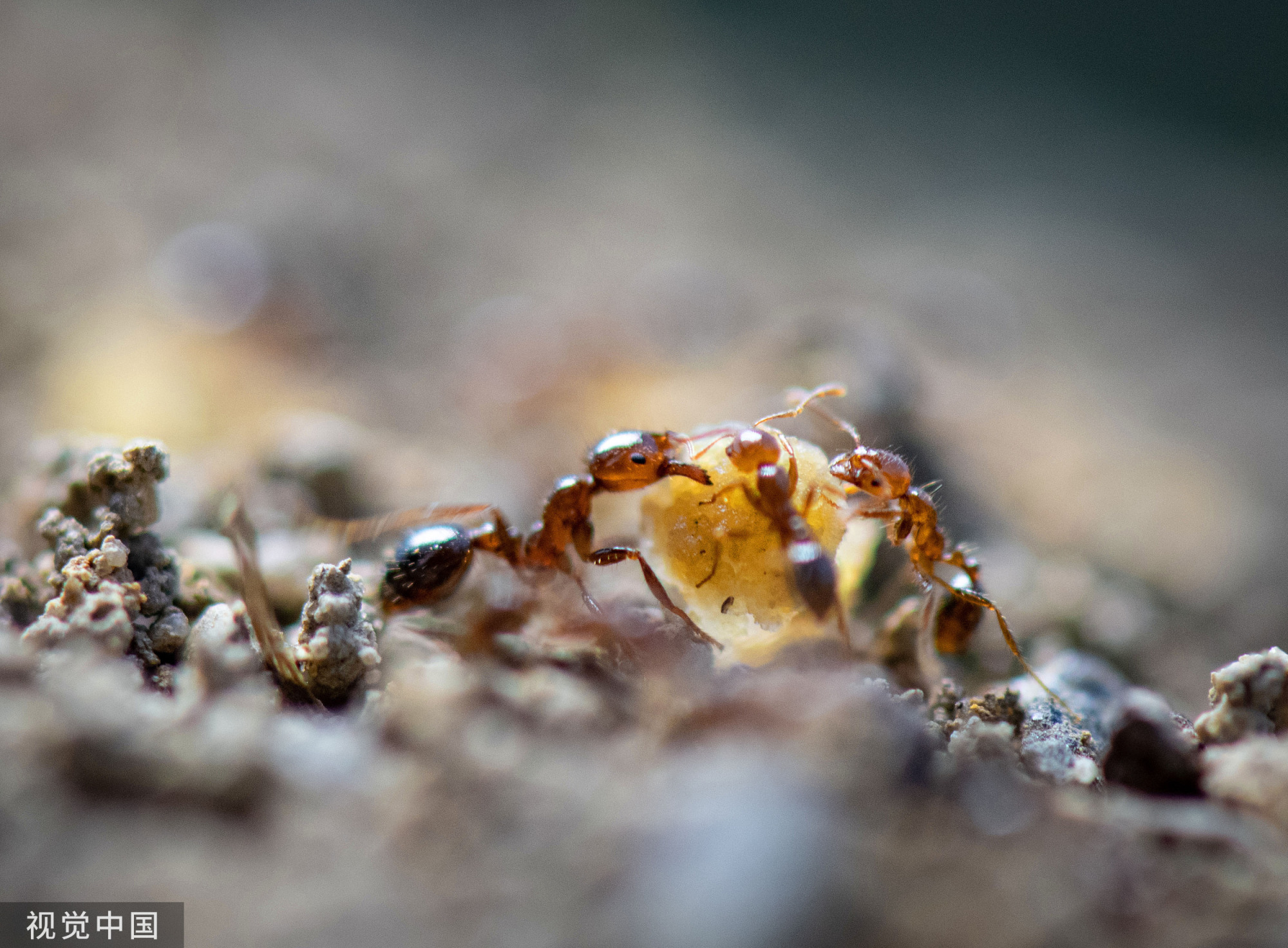 昆虫白蚁埃塞俄比亚非洲摄影图像蚁巢图片 - Canva可画