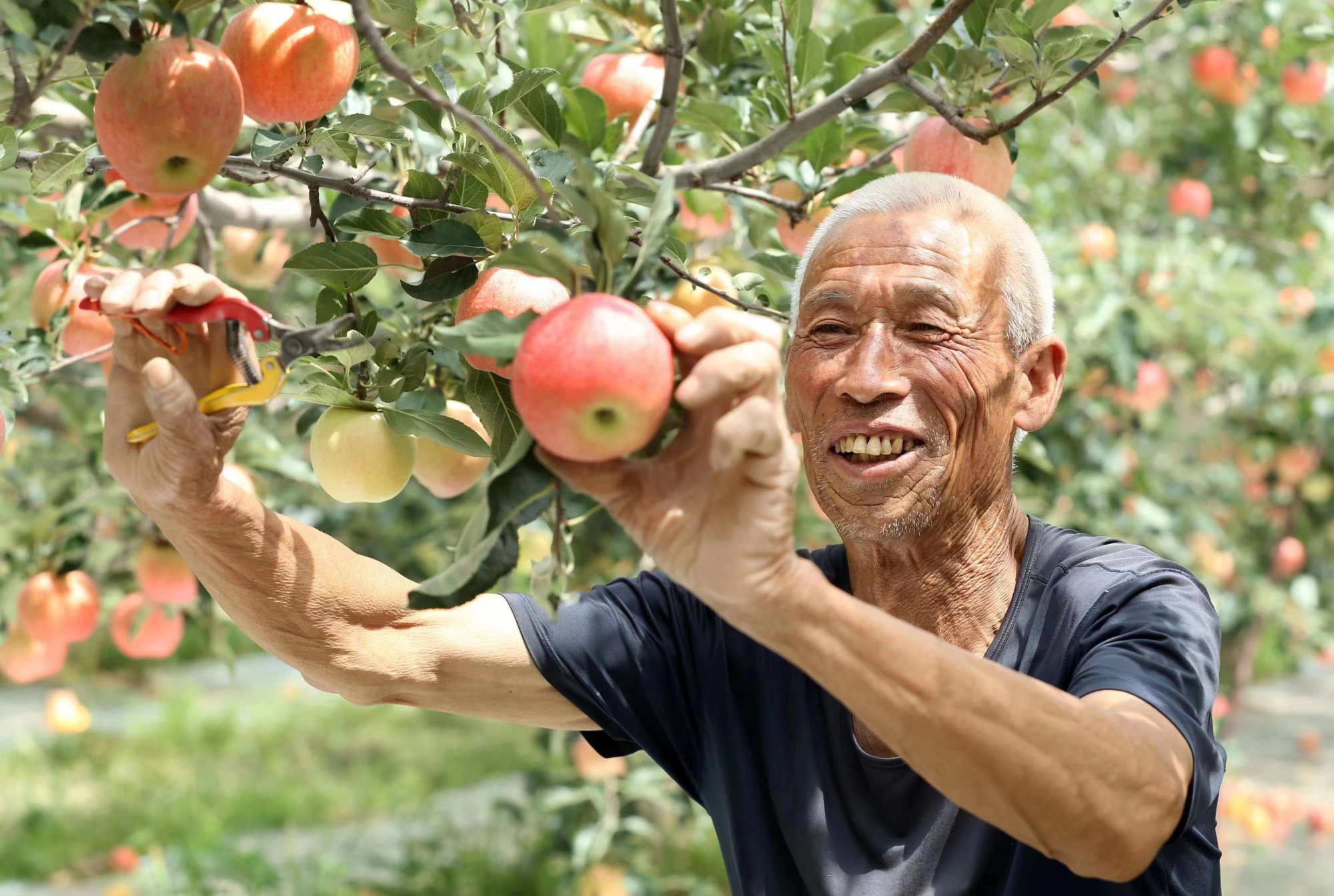 陕西合阳苹喜获丰收