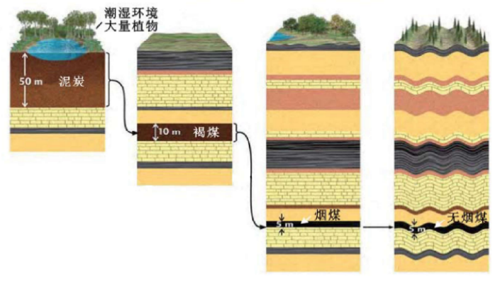 煤炭是怎么形成的图片