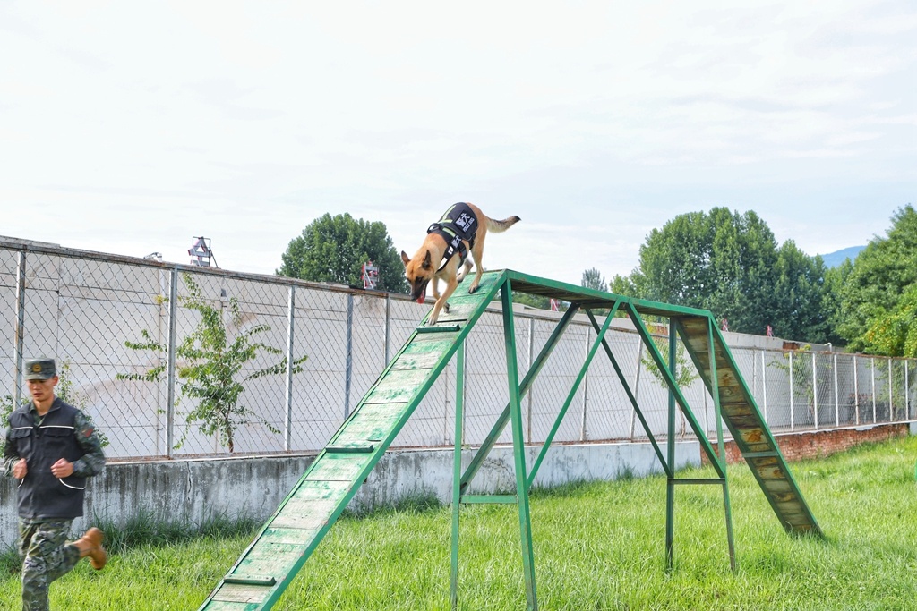 武警广州警犬基地图片