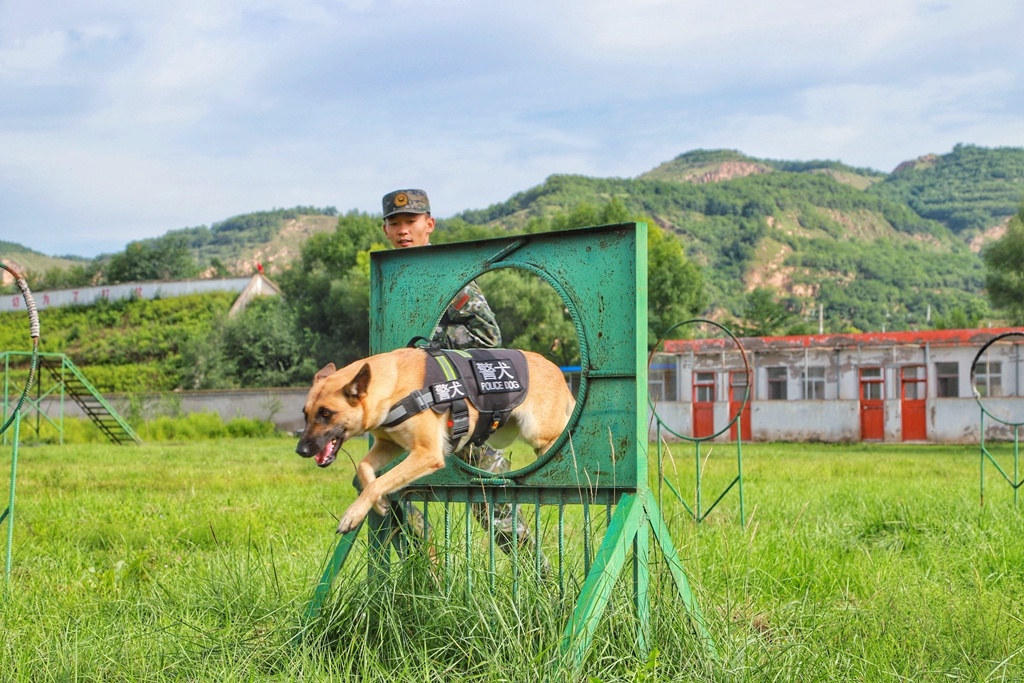 武警广州警犬基地图片