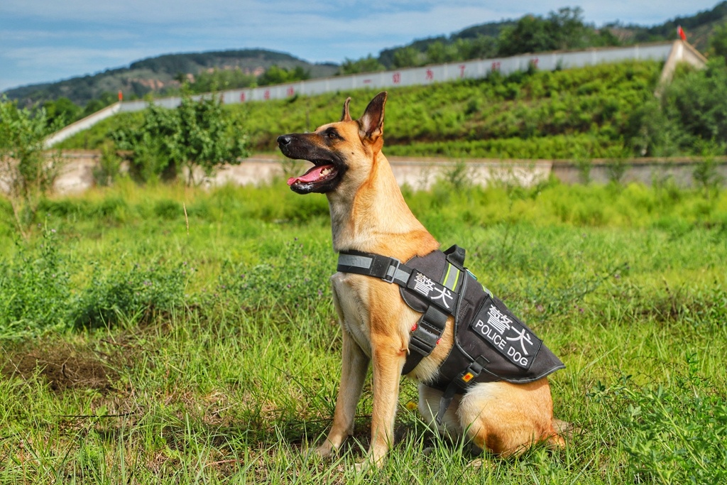武警第一机动总队某支队组织警犬专业训练