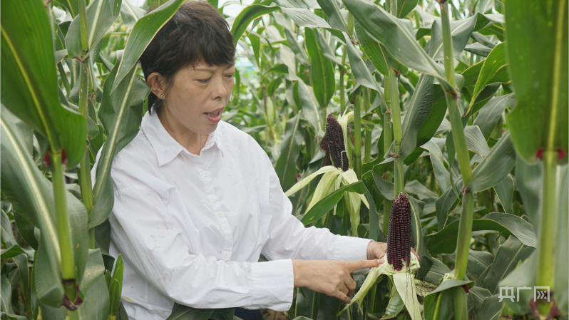 增产又增收 山东首次在蔬菜设施夏季填闲种植鲜食玉米获得成功