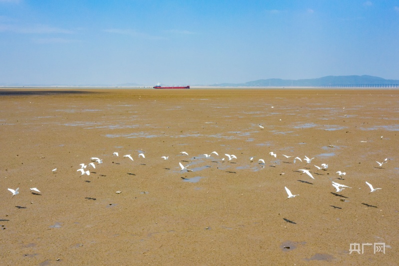 成群夏候鸟集结鄱阳湖_央广网