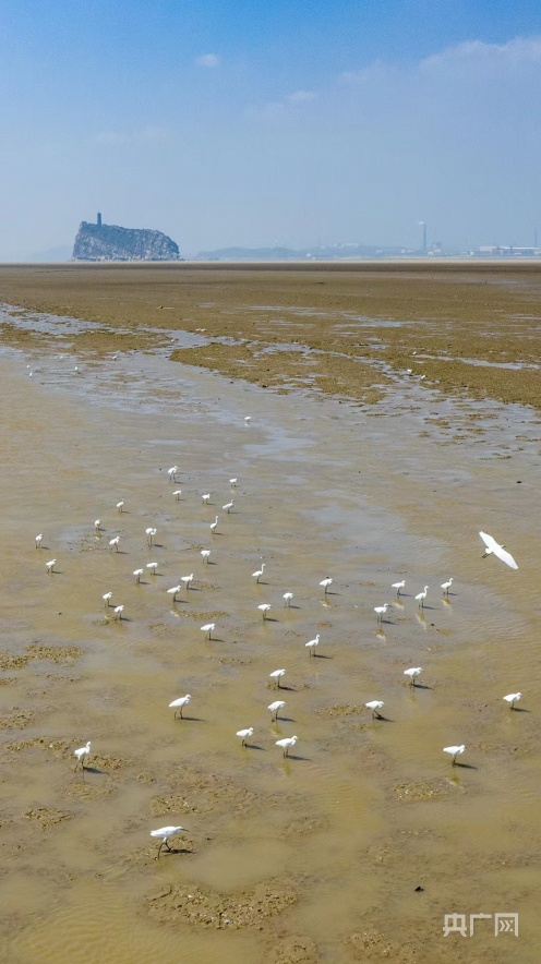 成群夏候鸟集结鄱阳湖_央广网