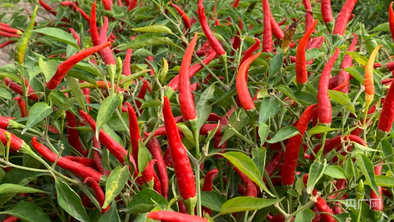 新疆英吉沙辣椒丰收采摘忙志愿服务解民忧