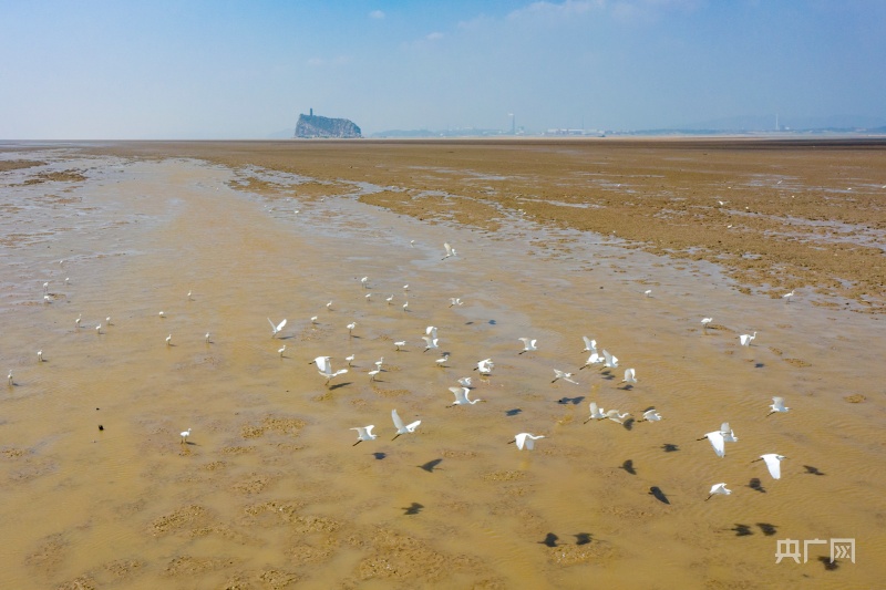 成群夏候鸟集结鄱阳湖_央广网