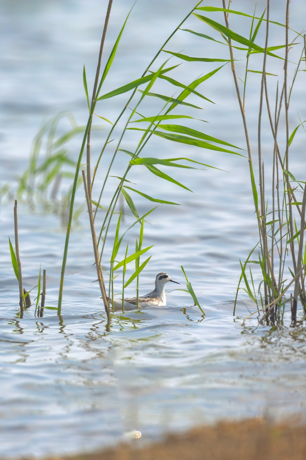 白露时节 冬候鸟与夏候鸟在武汉沉湖罕见同框_央广网