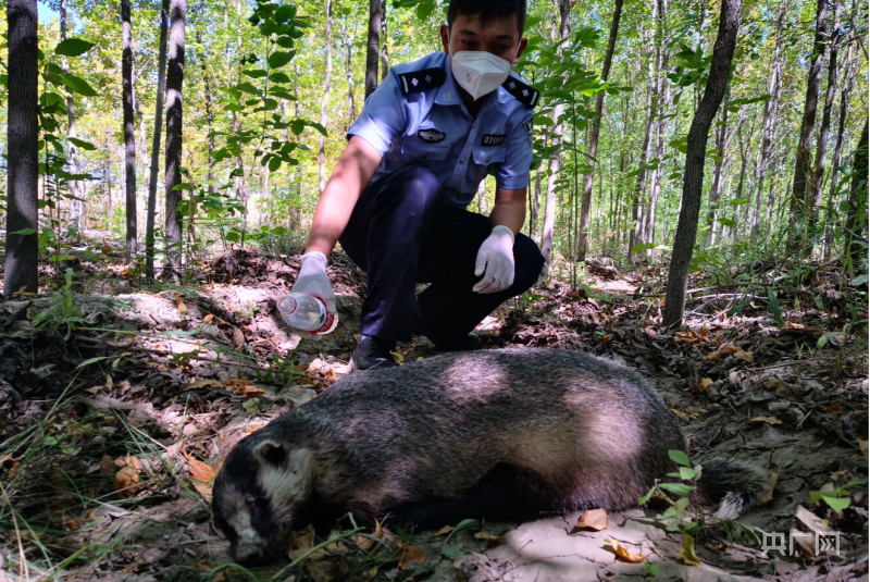 新疆玛纳斯:警民合力救助野生保护动物——“猪獾”_央广网