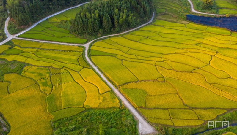 丰收"福"景|福建光泽:稻花香里说丰年 景美如画_央广网
