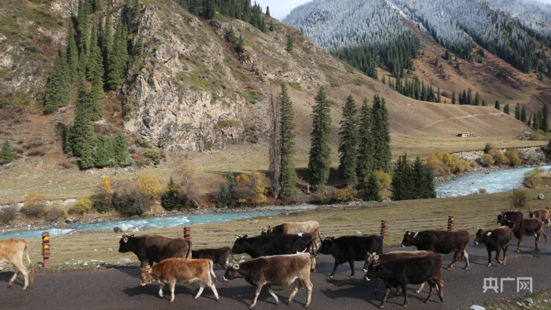 新疆昭苏:褐牛转场出天山_央广网