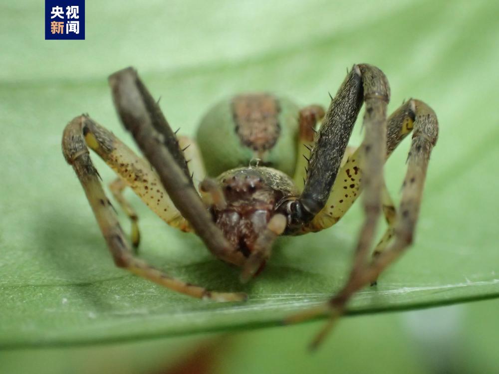 我国首次发现伊班蛛属蜘蛛_央广网