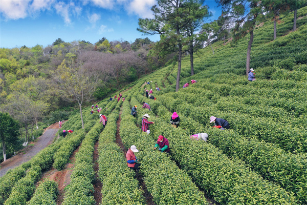 江苏句容:地标农产品茅山长青成生态名片