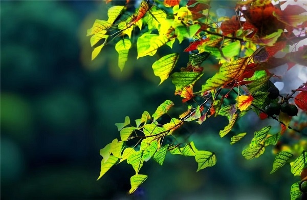宿迁:秋风秋雨秋意浓