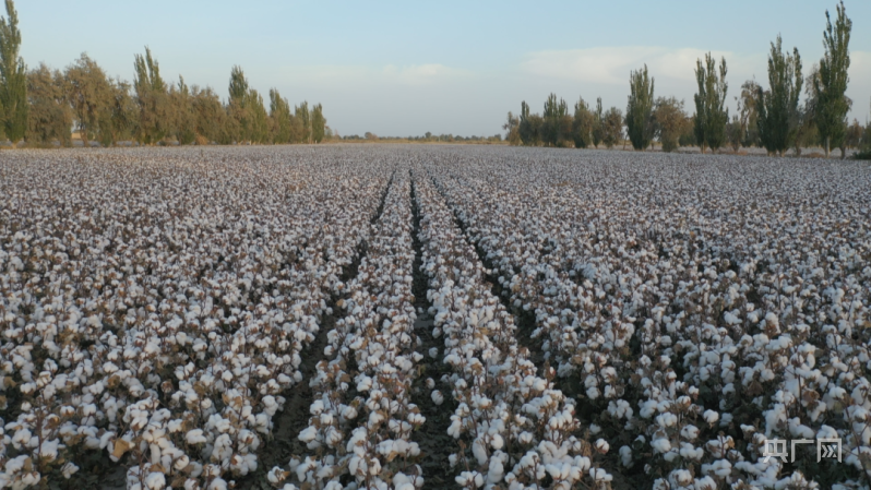 乡村振兴看新疆丨棉农与棉花的“双向奔赴”