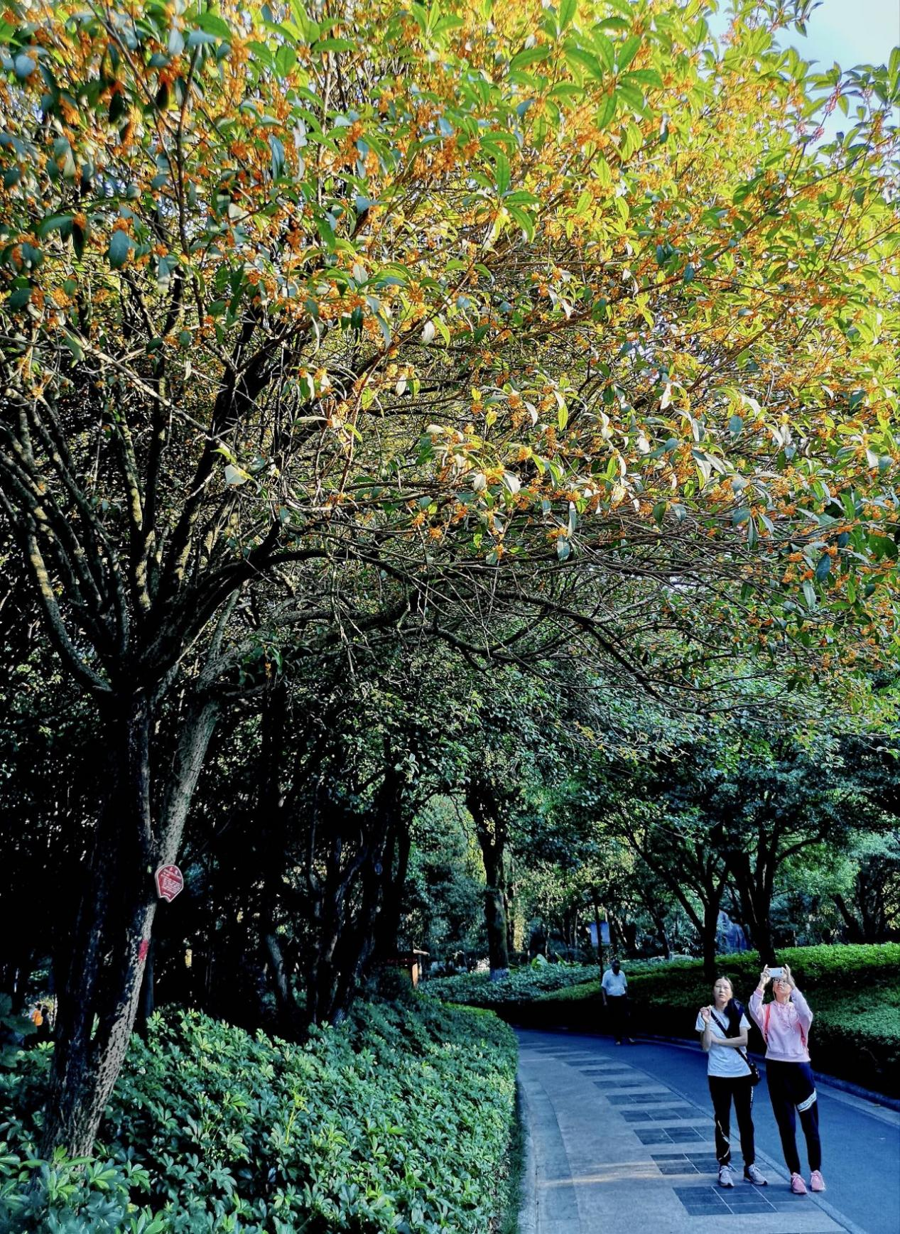 万株桂花绽放桂林迎来清香桂花季