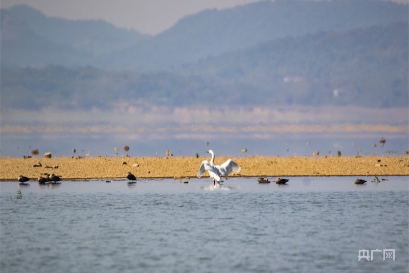 越冬候鸟陆续抵达江西鄱阳湖湖口水域_央广网