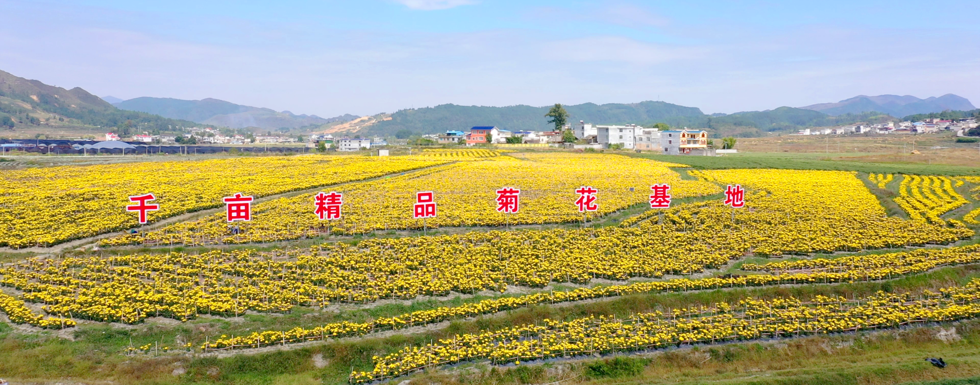 貴定縣雲霧鎮千畝精品菊花基地(央廣網發 貴定縣融媒體中心供圖)金秋