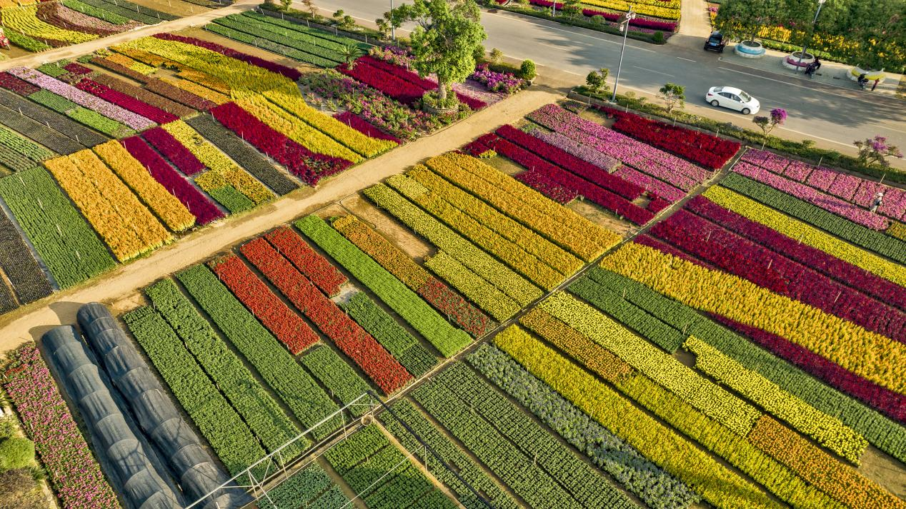 南方花卉苗木齐聚 五彩斑斓扮美桂林城_央广网