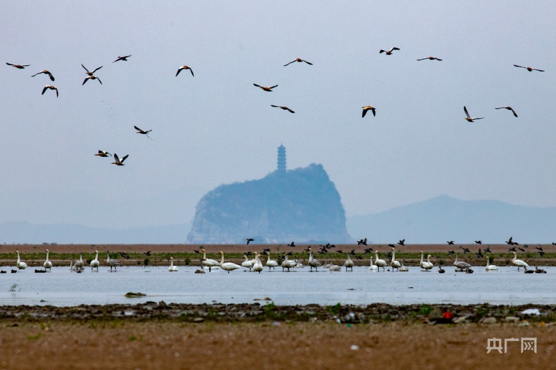 珍稀越冬候鸟飞抵鄱阳湖_央广网