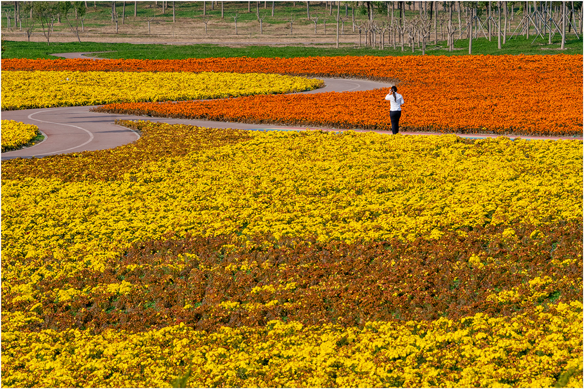 天津最大花卉种植基地图片