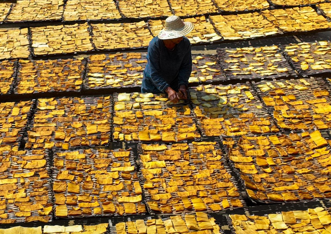 广西田林:村民翻晒八渡笋 满村尽带"黄金甲"_央广网