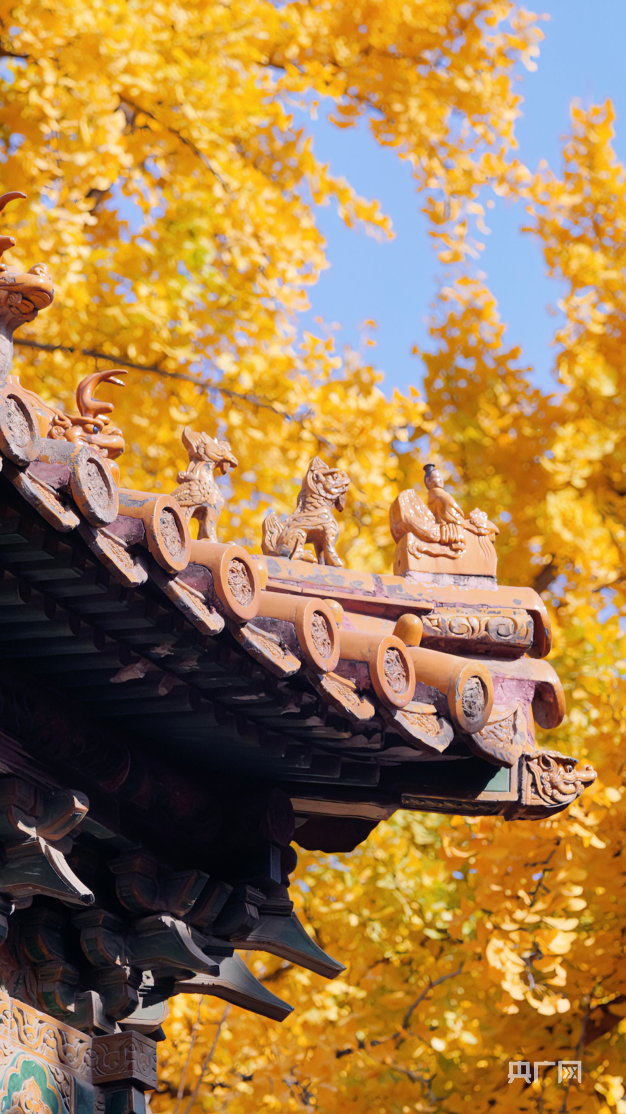 秋韵|红墙银杏金瓦 故宫秋色如画_央广网