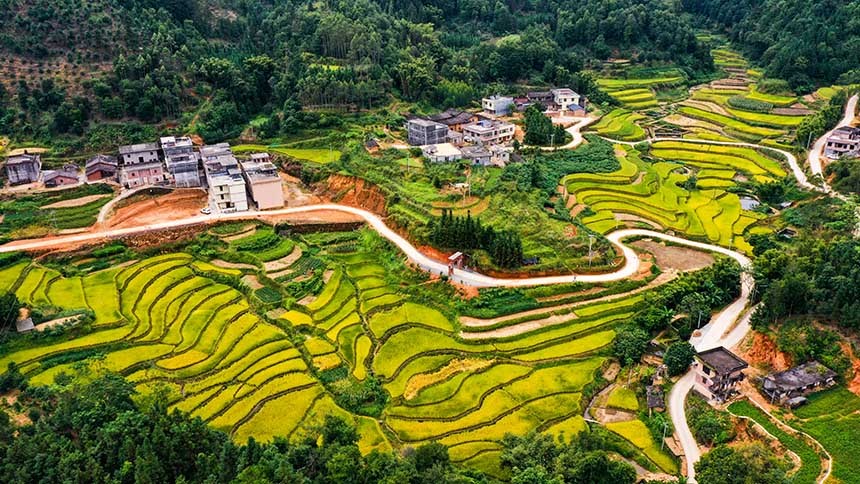 广西浦北稻田披金装秋日好丰景