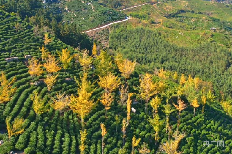 信阳云雾山茶场图片