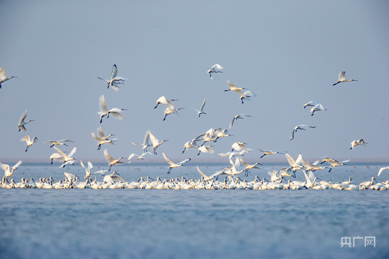 壮观!江西鄱阳湖湖口水域现“鸟浪”奇观_央广网