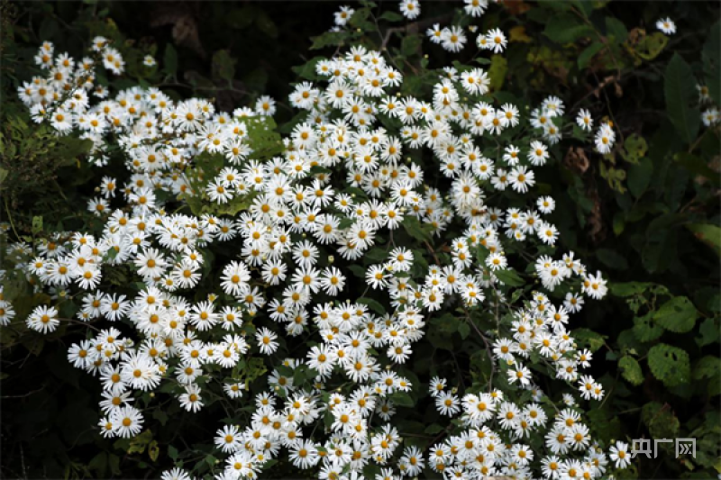 南阳市内乡县深藏不露毛华菊含羞芬芳颜值高