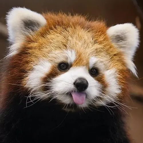 大明星小熊猫现身哈尔滨世界欢乐城_央广网