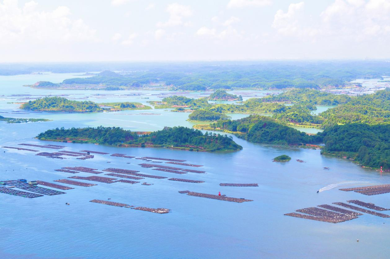 钦州港龙门七十二泾海域的蚝排(央广网发  毛丽婷  摄)养殖户从海水中