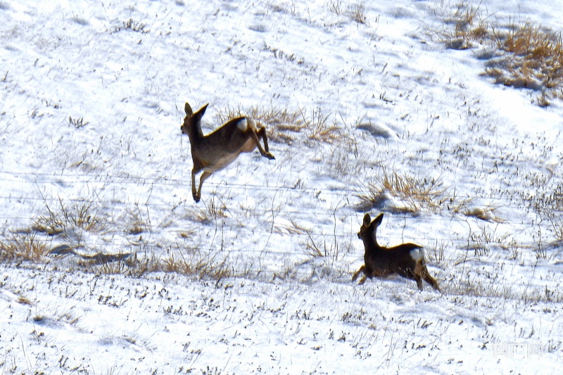 祁连山下狍子雪地撒欢_央广网