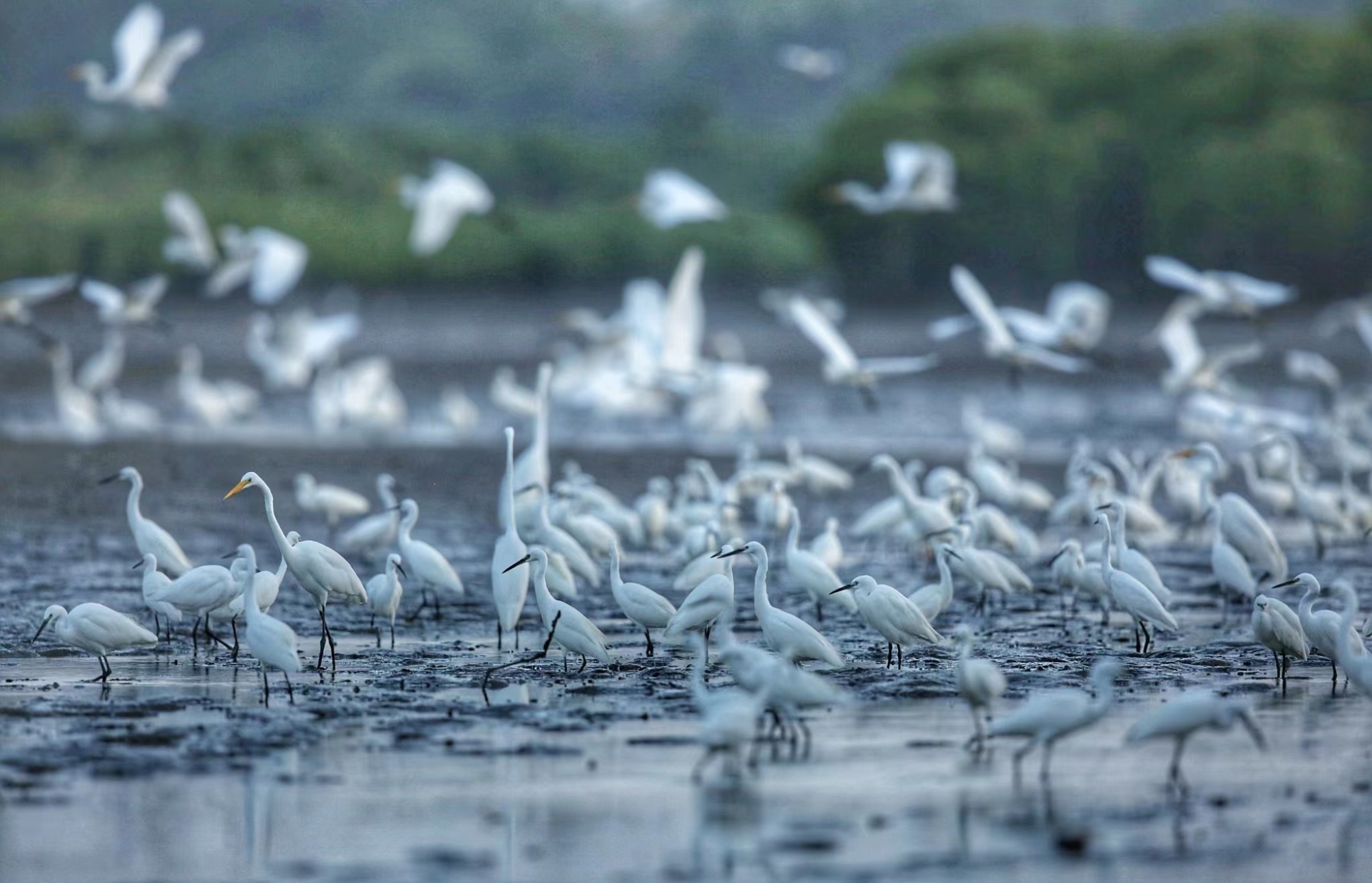 海口：湿地生态美 候鸟翩跹至