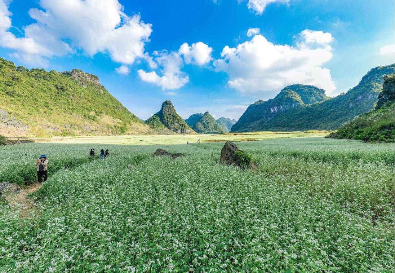 南宁隆安县千亩荞麦花开美如雪