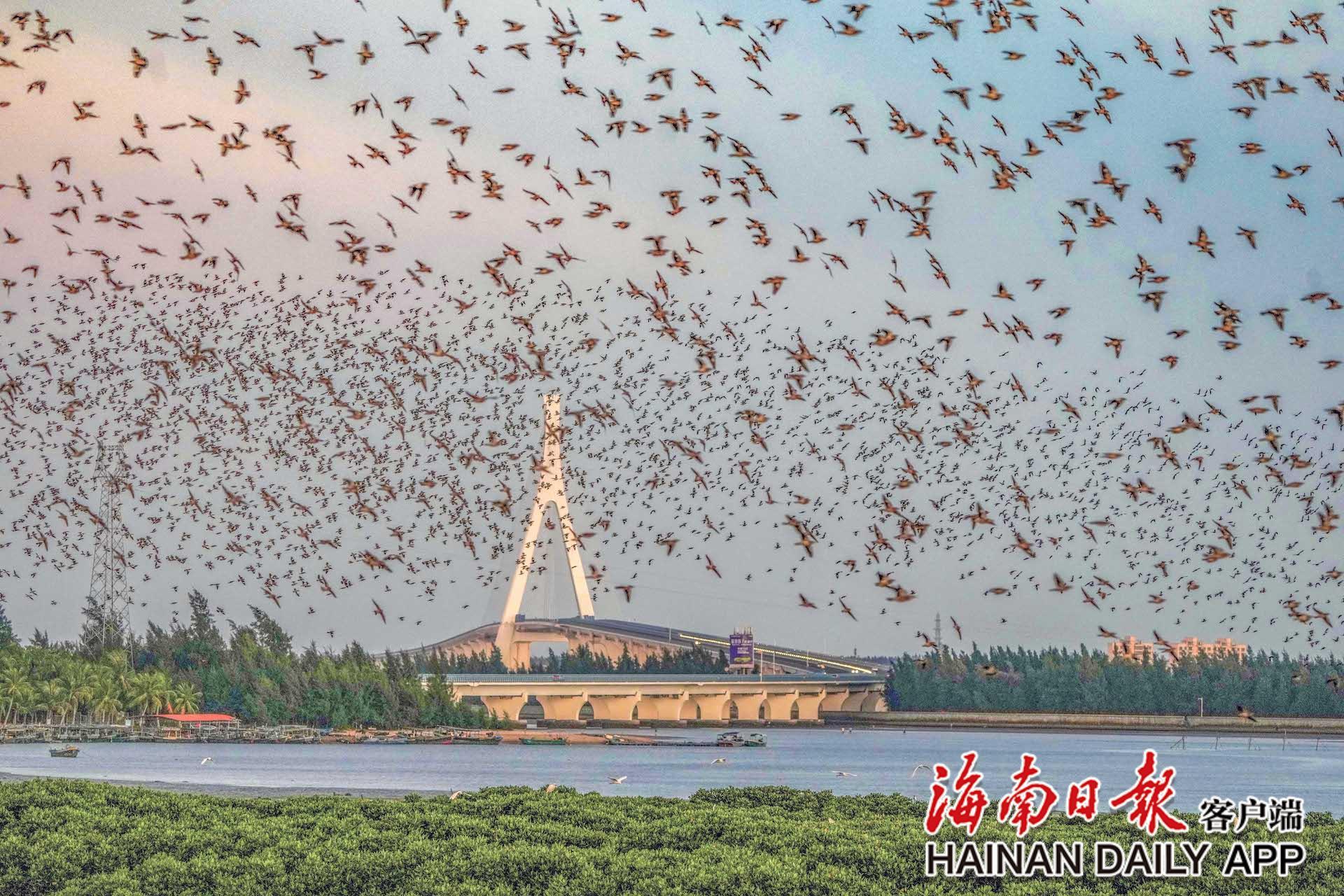 万鸟齐飞 海南东寨港现“鸟浪”奇观_央广网