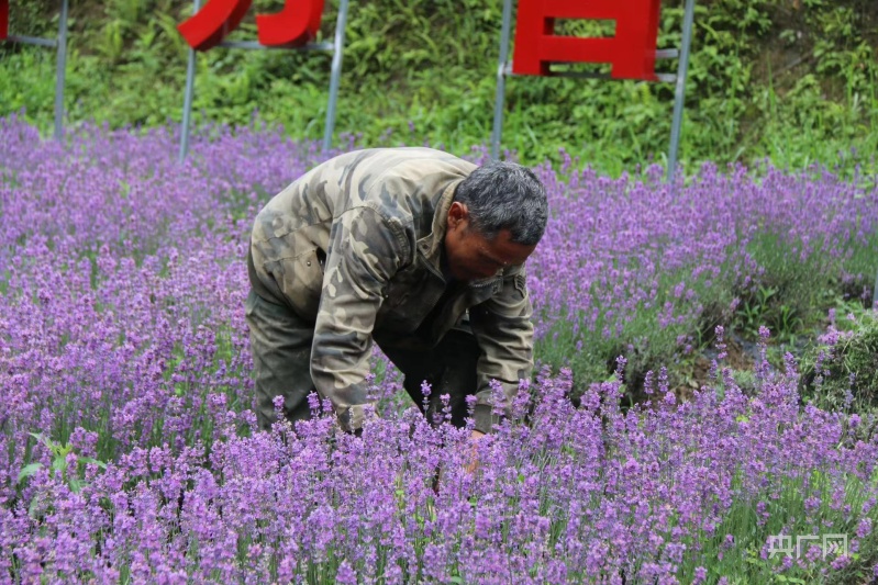 贵州纳雍：芳香产业“旺”  村民日子“香”
