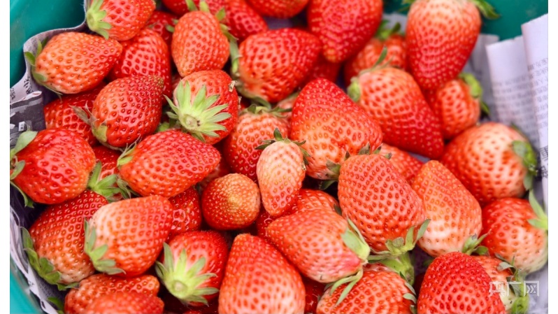 贵州麻江：冬日草莓红