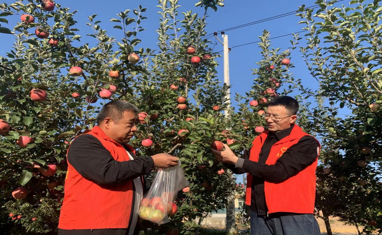 奇异果体育陕西永寿豆灰村：产业引领致富路