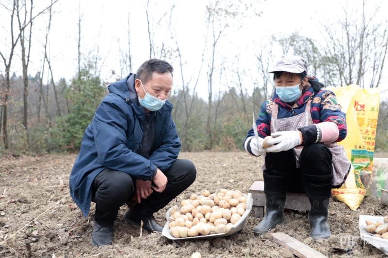 贵州金沙：冬种马铃薯  闲田轮作忙