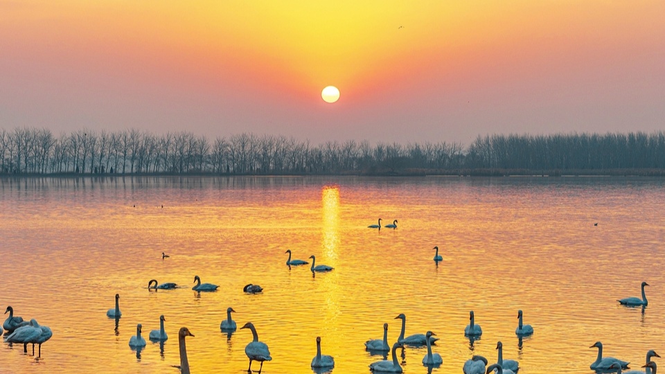 近日,山西运城市芮城县圣天湖景区,成群野生大天鹅在湖面嬉戏,它们或